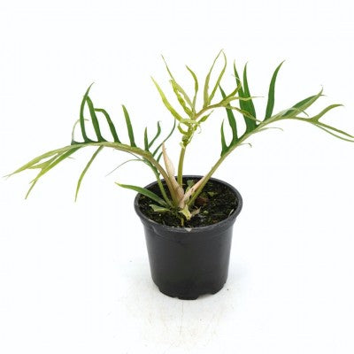 Philodendron 'Tortum'