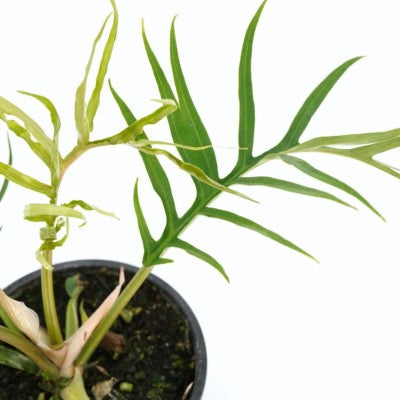 Philodendron 'Tortum'