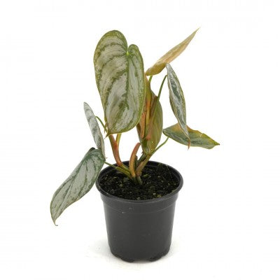 Philodendron brandtianum (Silver Leaf Philodendron)