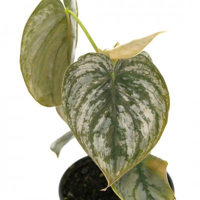 Philodendron brandtianum (Silver Leaf Philodendron)