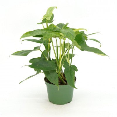 Philodendron panduriforme (Fiddleleaf Philodendron)
