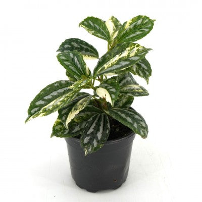 贅沢品 Pilea cadierei Garden SymbiOp - Plant) (Aluminum 'Variegata' その他観葉植物