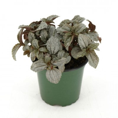 Pilea involucrata 'Silver' (Friendship Plant)