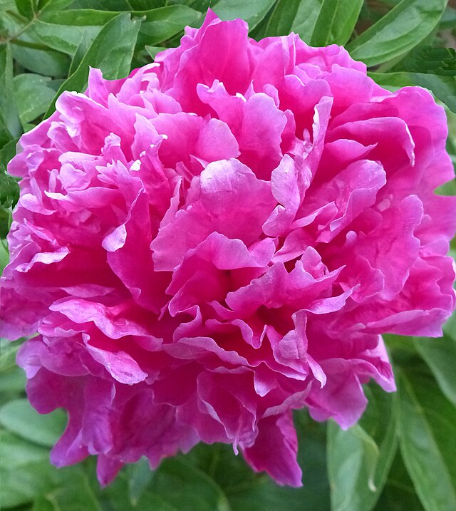 Paeonia lactoflora 'Madame Emile Debatene' (Peony) 2gal