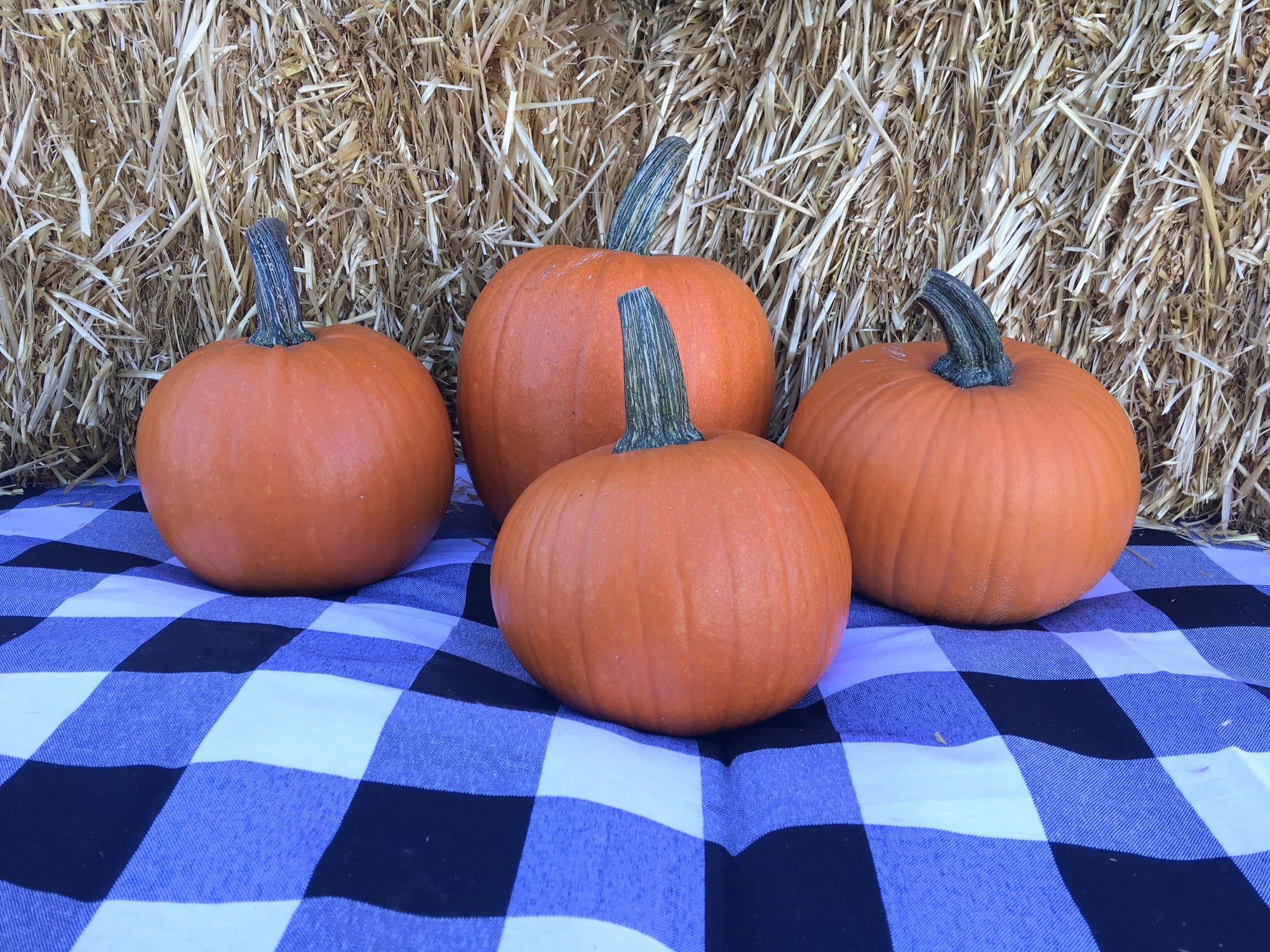 Pumpkin, Sugar Pie - Seed SRC
