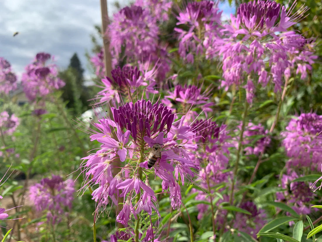 rocky mountain bee plant seeds Rocky Mountain Bee Plant (Cleomella serrulata) - Seed RS