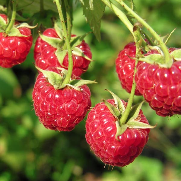 Raspberry 'Finnberry' (Rubus idaeus)