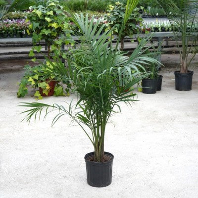 Ravenea rivularis (Majesty Palm)