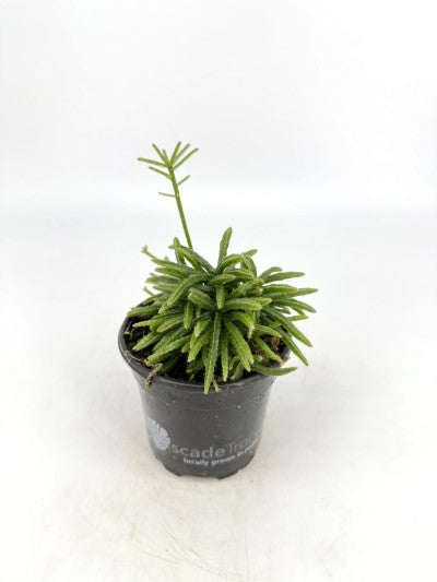 Rhipsalis capilliformis (Mistletoe Cactus)