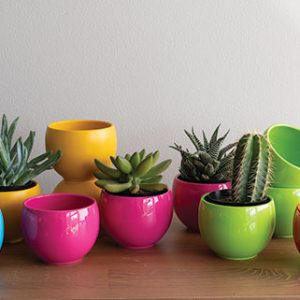 Little Luna Pot 2.75" Assorted