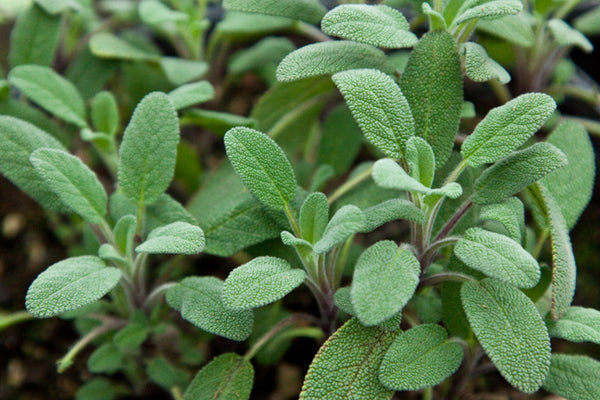 Sage 'Common' (Salvia officinalis) - SymbiOp Garden Shop