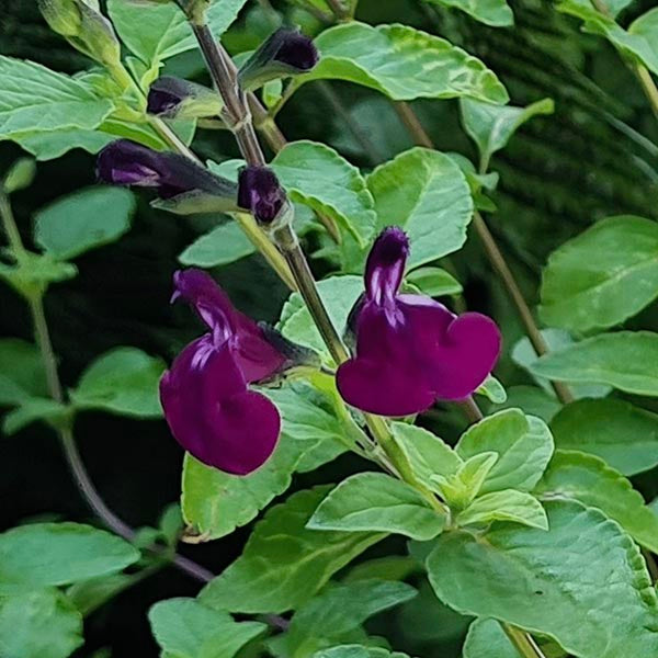 Salvia ‘Golden Rosiene’ (Sage) - SymbiOp Garden Shop