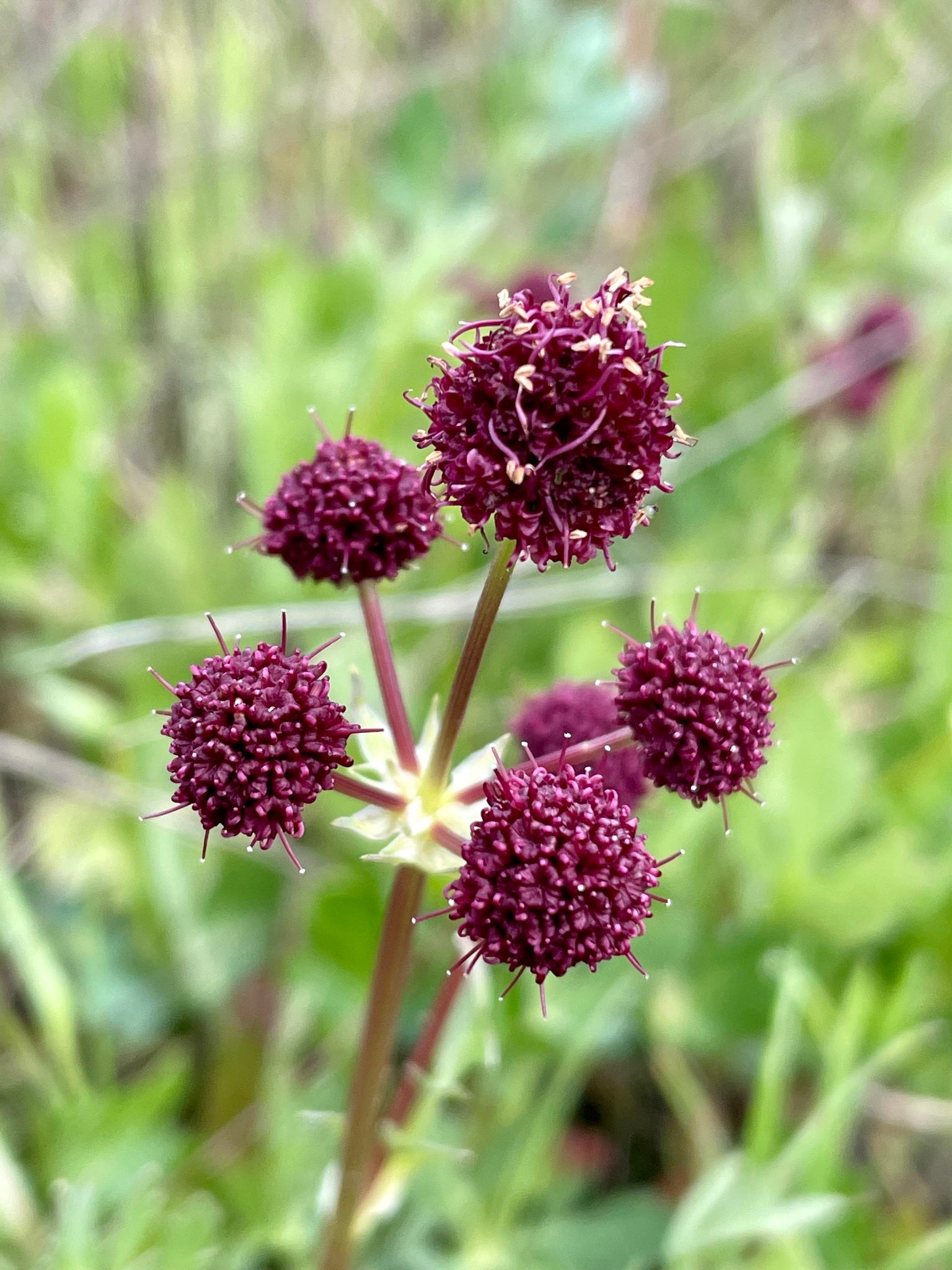 Sanicula bipinnatifida (Purple Sanicle) Seed Packet SGS