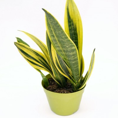 Sansevieria trifasciata 'Gold Flame' (Snake Plant)