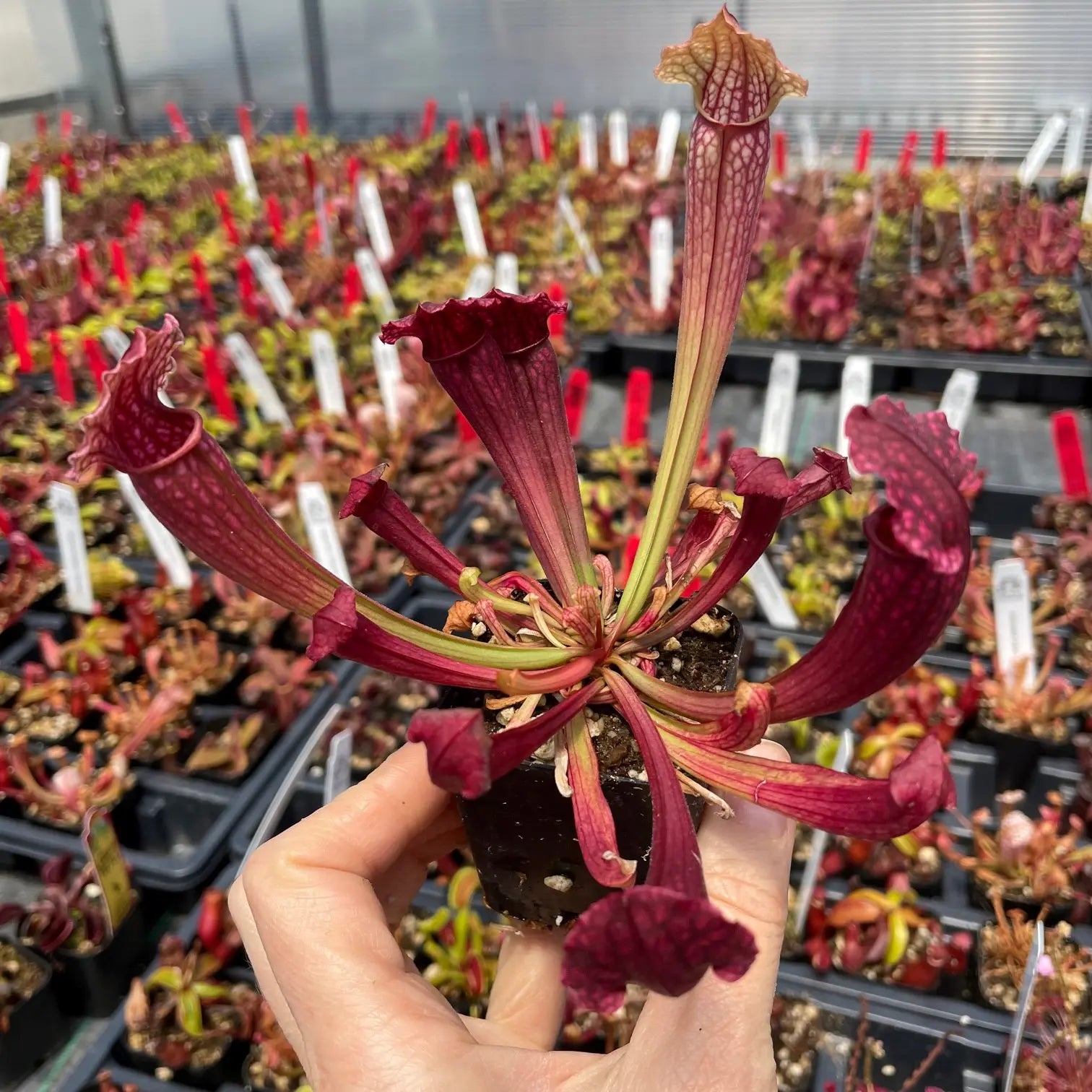 Sarracenia 'Fiona' (Trumpet Pitcher Plant)