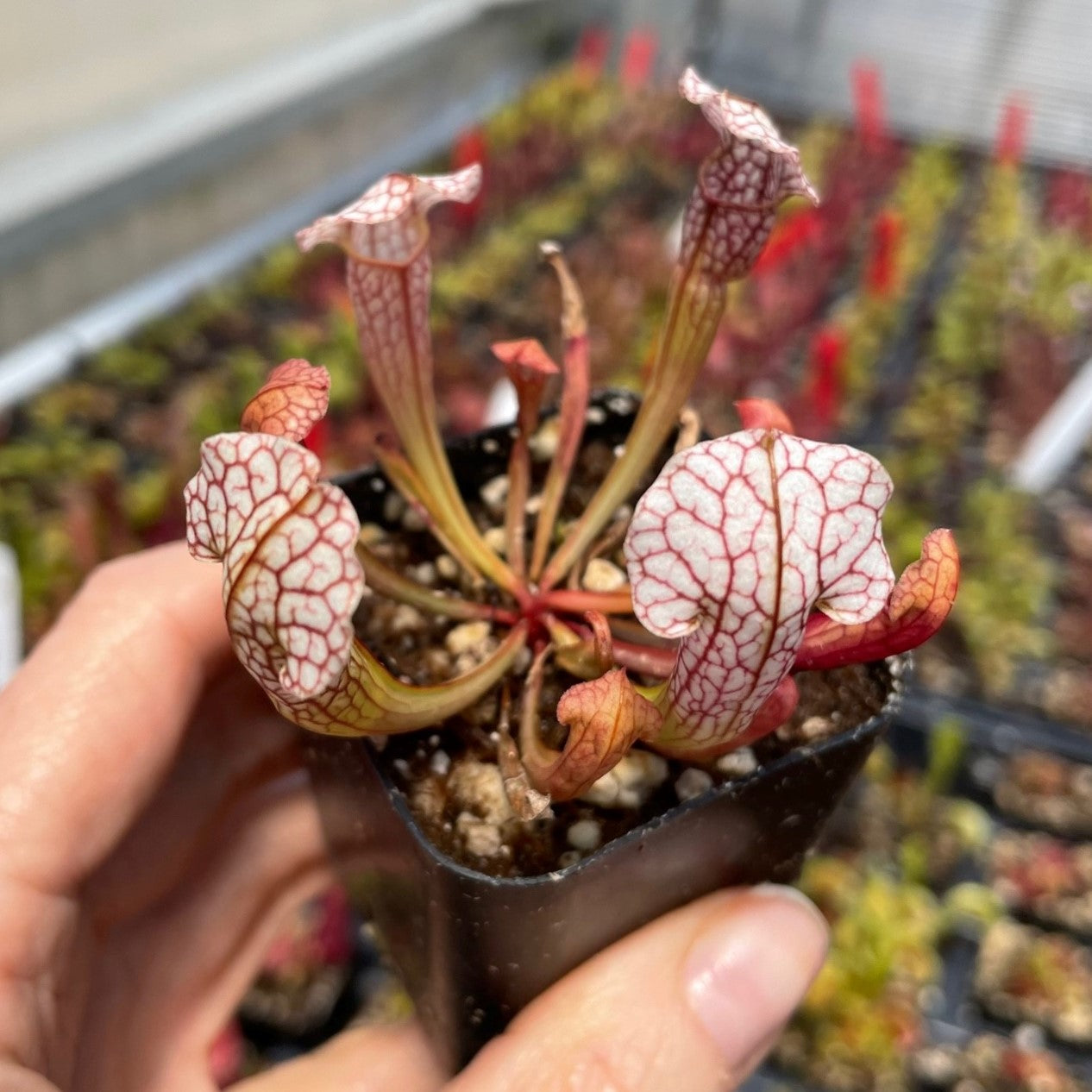 Sarracenia 'Velvet' (Pitcher Plant)