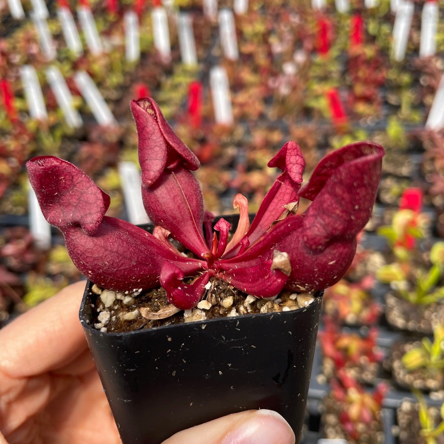 Sarracenia purpurea ssp. vensoa ‘Red’ (Pitcher Plant)