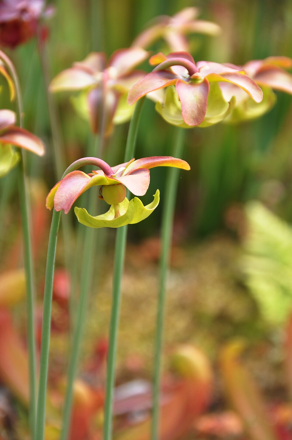 Sarracenia x catesbaei (Trumpet Pitcher Plant)