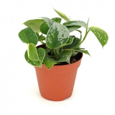 Scindapsus pictus 'Silvery Anne' (Satin Pothos)