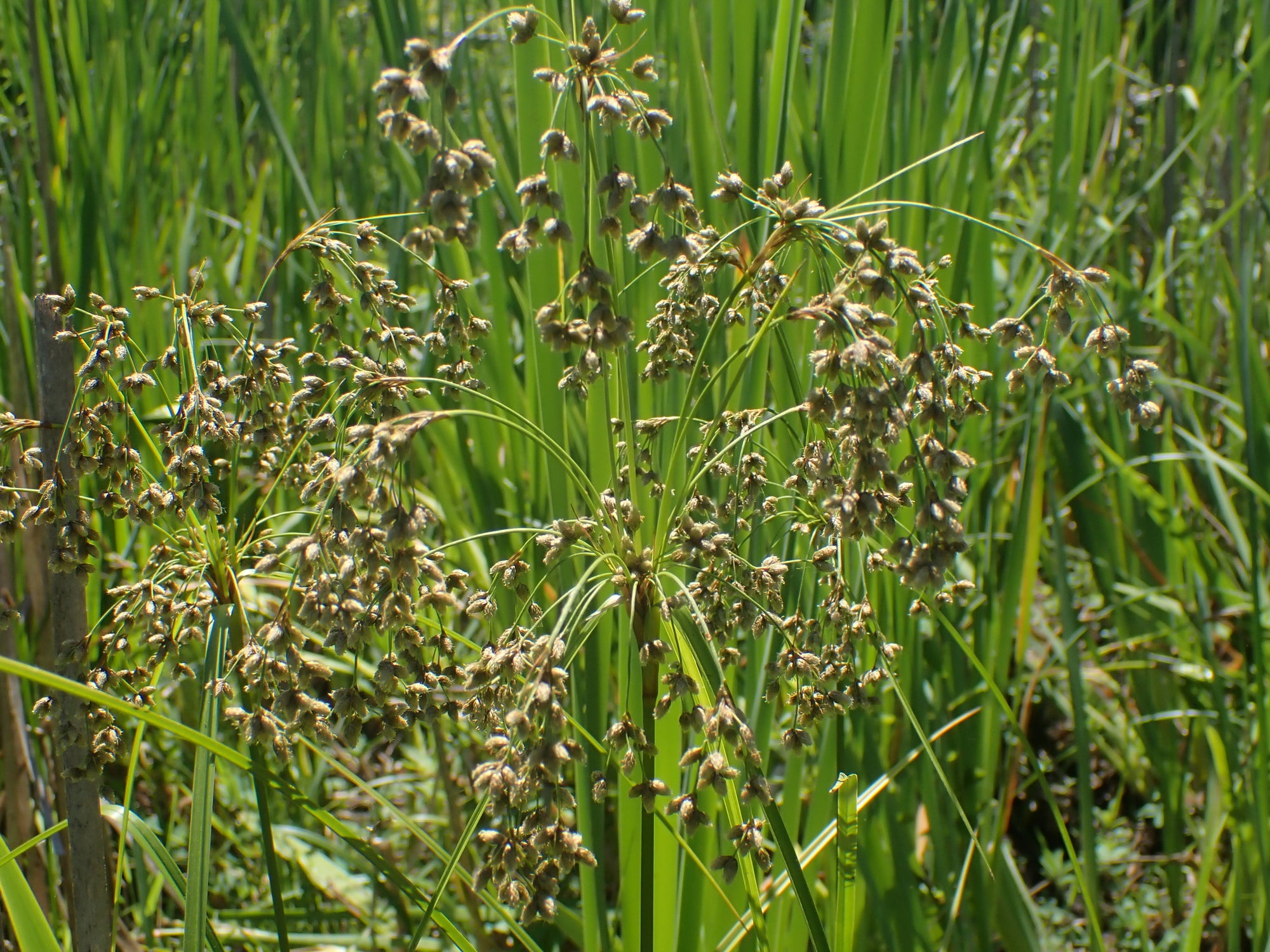 Scirpus microcarpus (Small Fruited Bullrush)