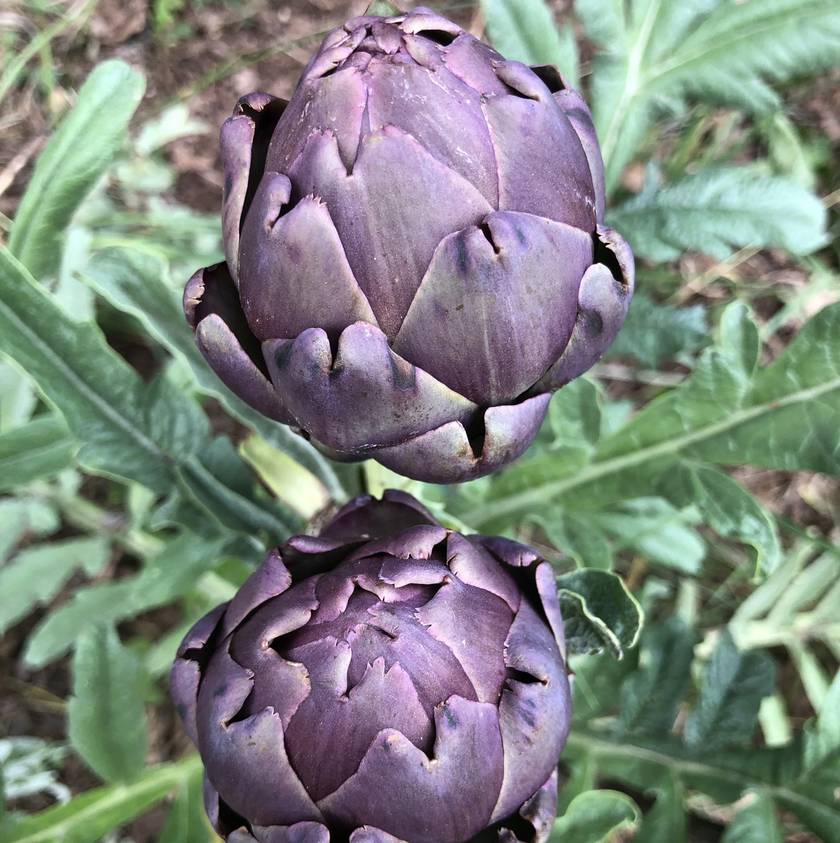 Artichoke 'Violetta' (Cynara scolymus) - Seed SS