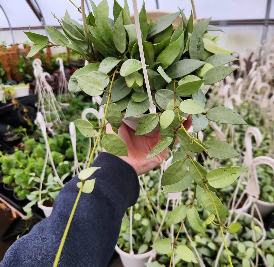 Hoya lacunosa 'Mint' (Wax Plant)