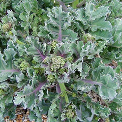 Sea Kale (Crambe maritima)