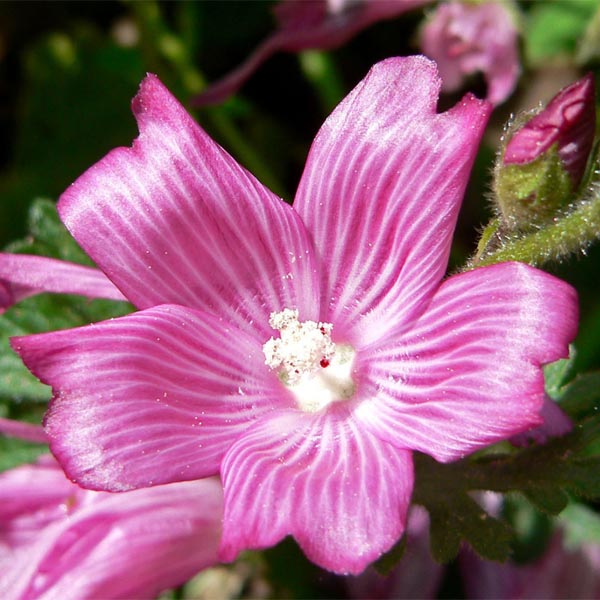 Sidalcea malviflora (checkerbloom)