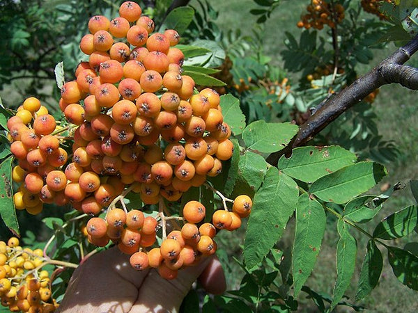 Sorbus_americana_600x.jpg?v=