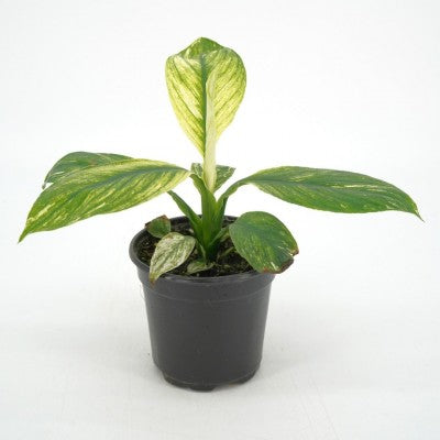 variegated sensation peace lily Spathiphyllum 'Sensation Variegated' (Peace Lily) 4" ct