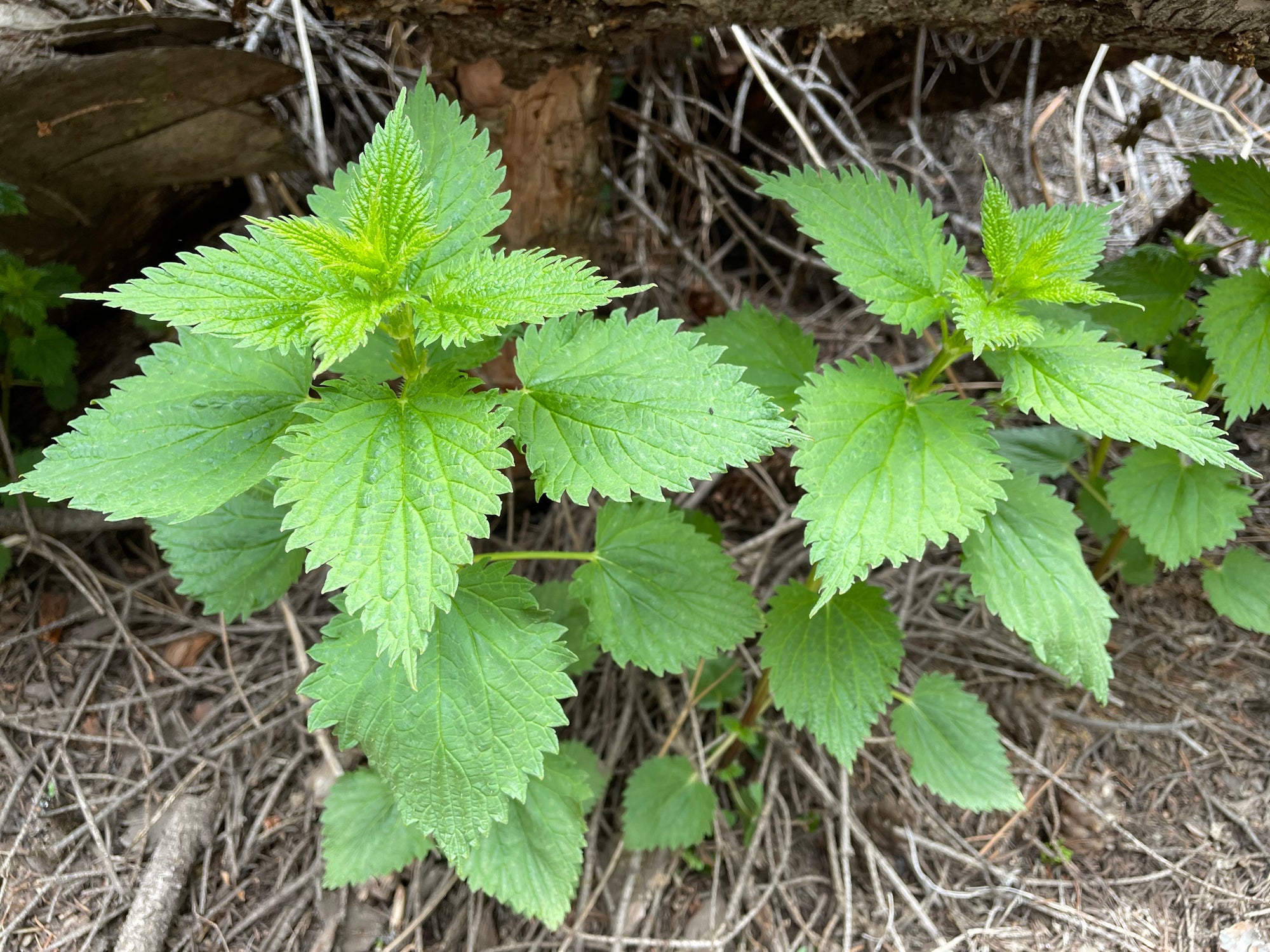 Nettle 'Stinging Nettle' (Urtica dioica) - Seed SRC