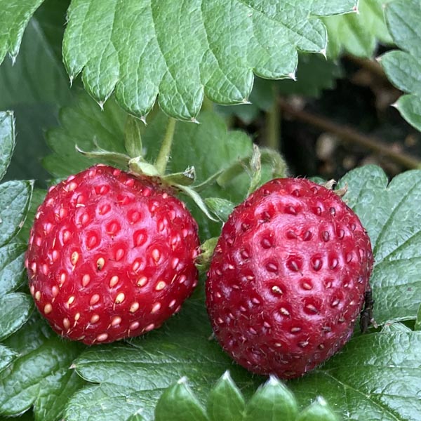 Strawberry, June Bearing 'Marshall' (Fragaria x ananassa)