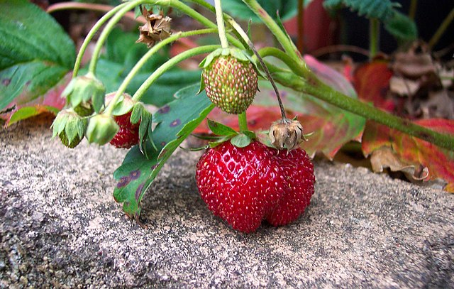 Strawberry 'Raspyberry' (Fragaria hybrid)