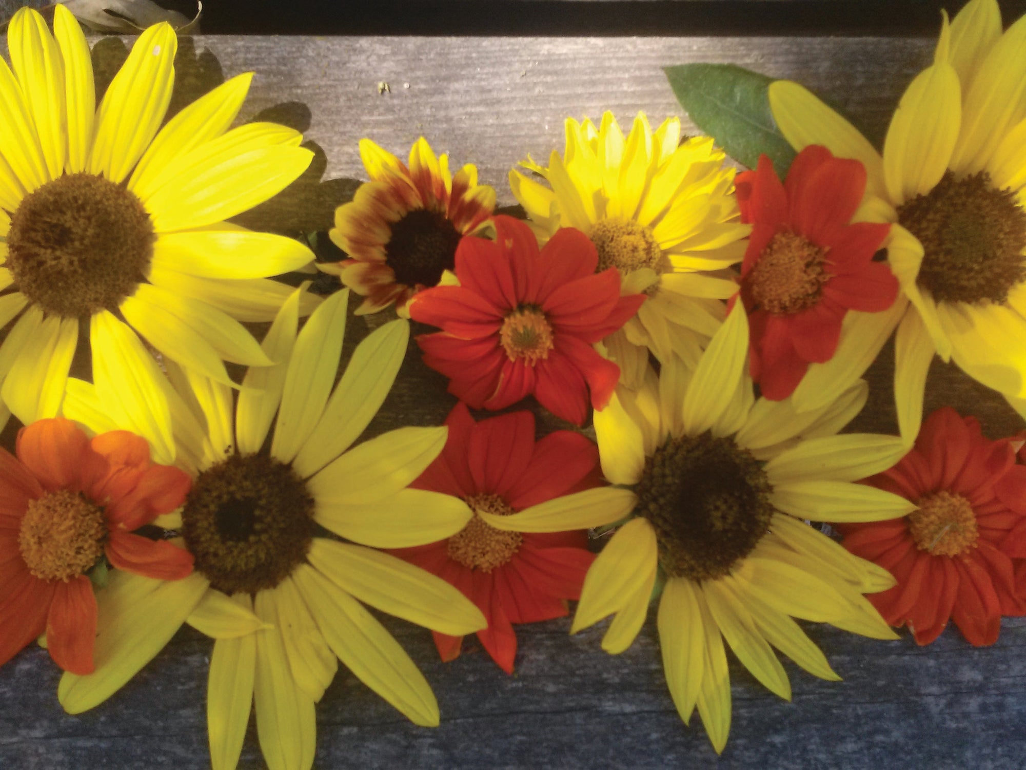 Sunflower, Sunny Days Mix - Seed SRC