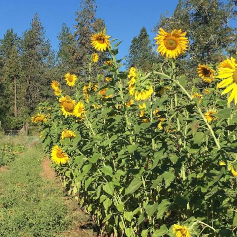 Sunflower 'Tarahumara' (Helianthus annuus) - Seed SS