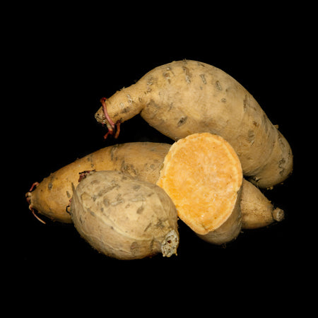 Sweet Potato 'Centennial' LH
