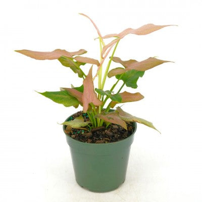 Syngonium podophyllum 'Mickey' (Arrowhead Plant)