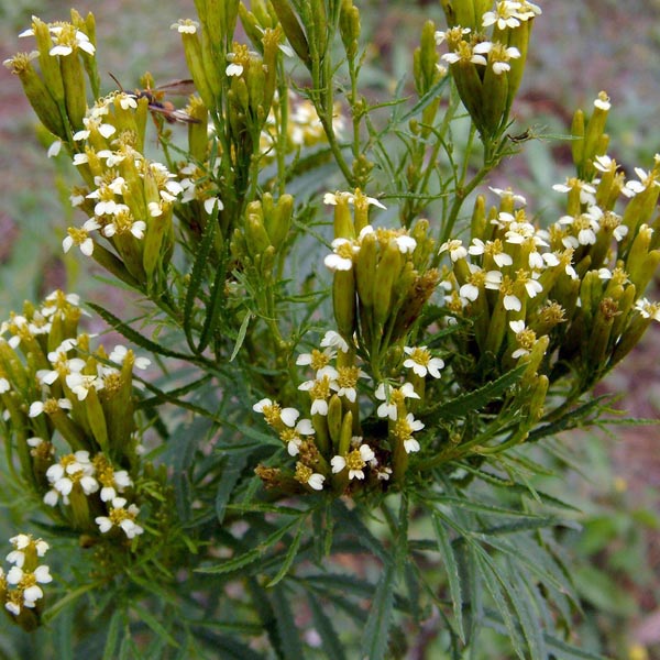 Wild Marigold (Tagetes minuta)