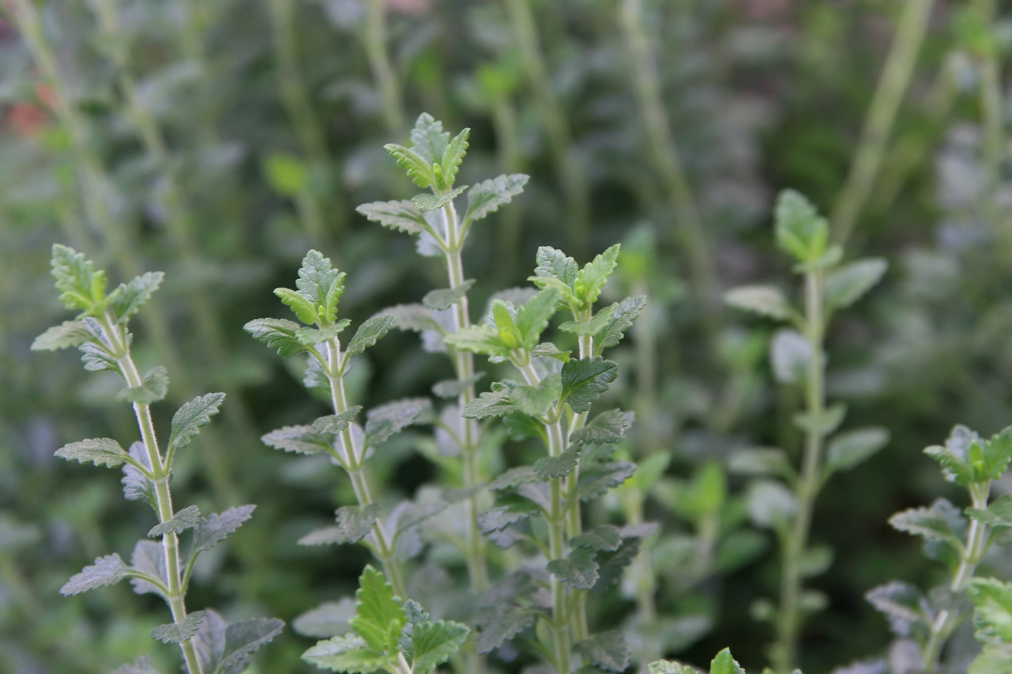 Germander Upright (Teucrium chamaedrys)