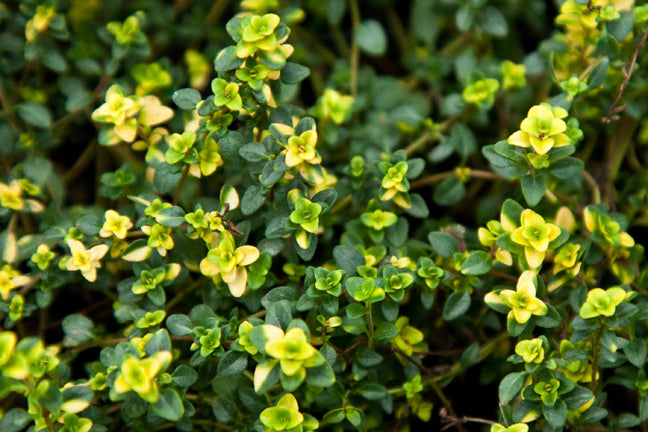 Thyme ‘Doone Valley’ (Thymus citriodorus)