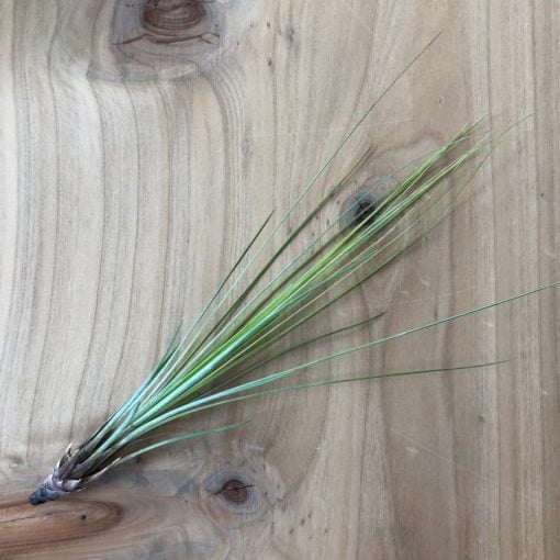 Tillandsia juncifolia (Air Plant)