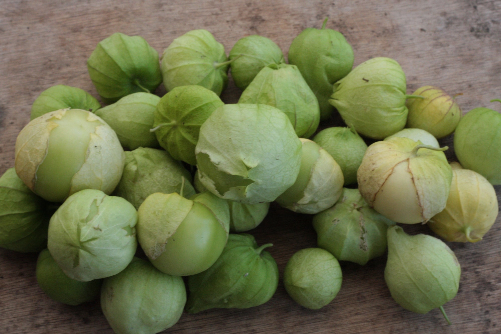 Tomatillo - Seed SRC