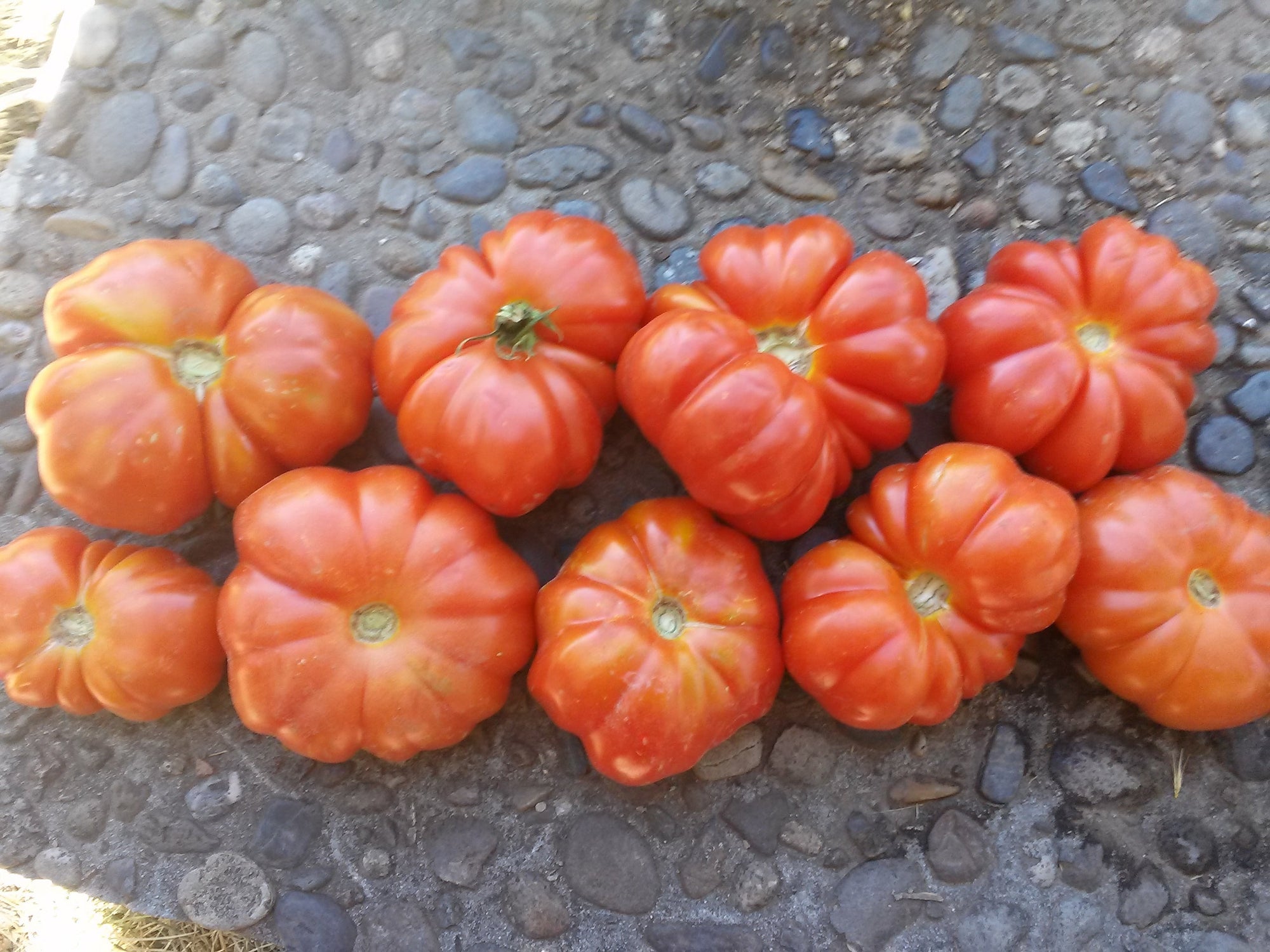 Tomato, Costoluto Genovese - Seed SRC