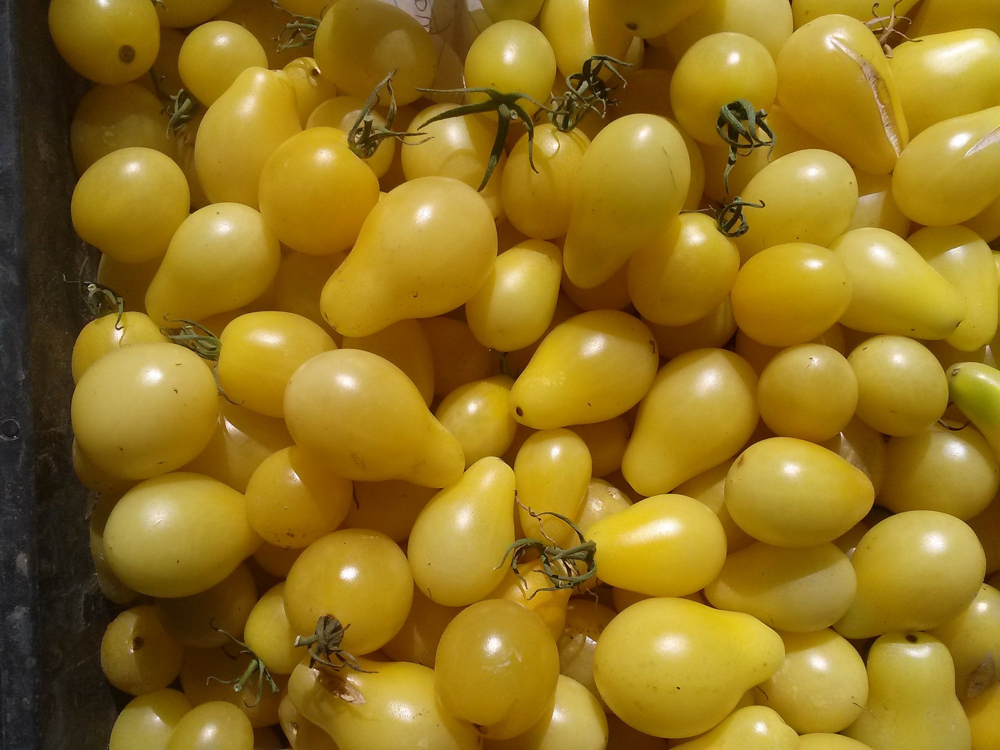 Tomato, Dr. Carolyn Cherry - Seed SRC