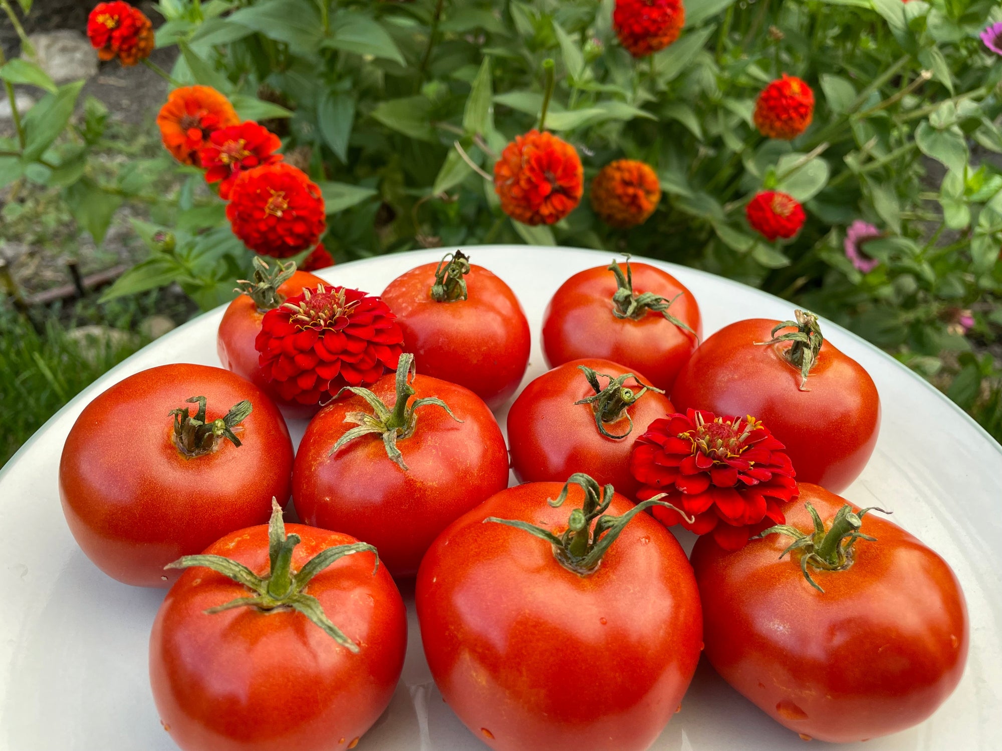 Tomato 'Oregon Spring' (Solanum lycopersicum) - Seed SRC