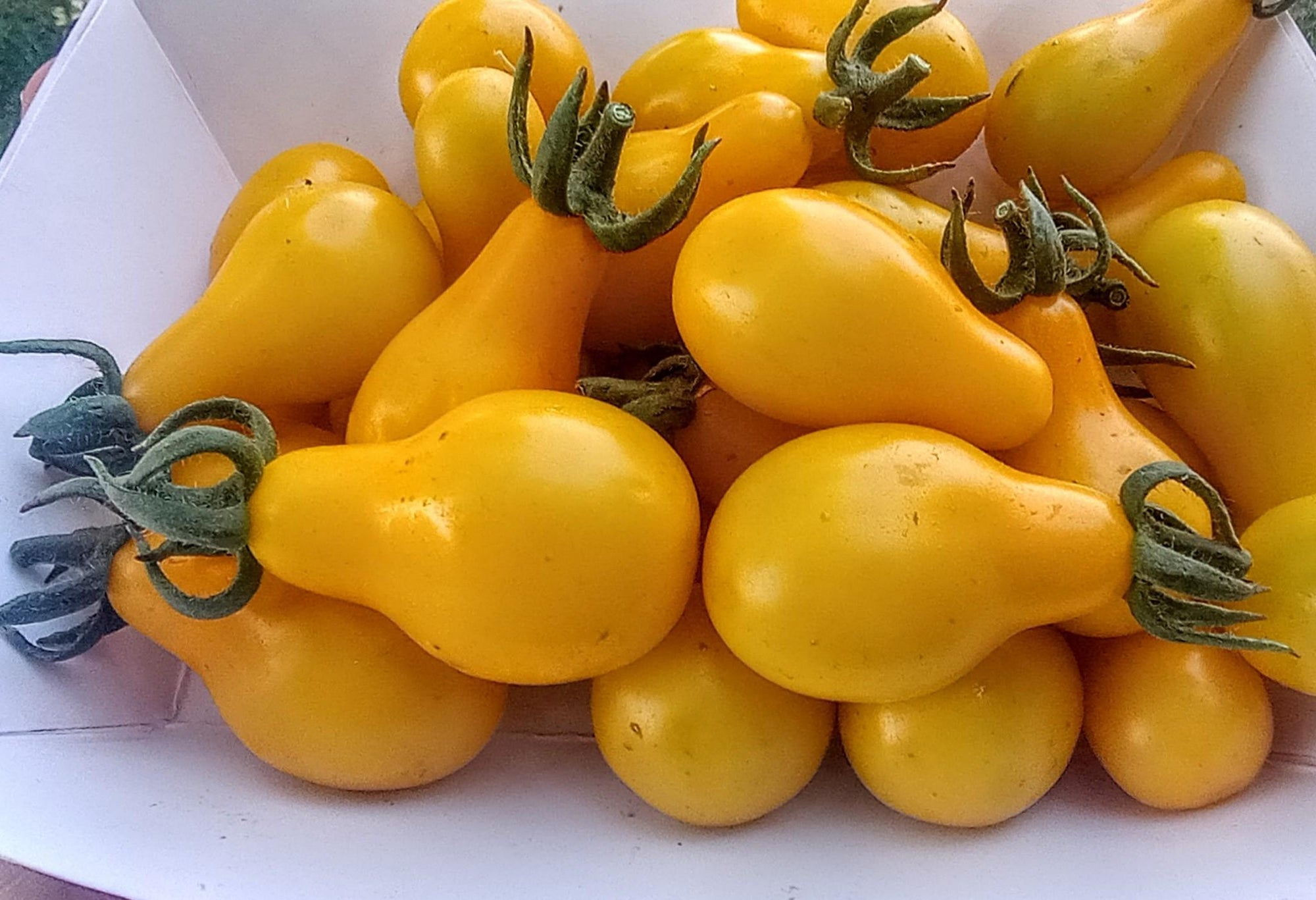 Tomato 'Yellow Pear' (Solanum lycopersicum) - Seed SRC