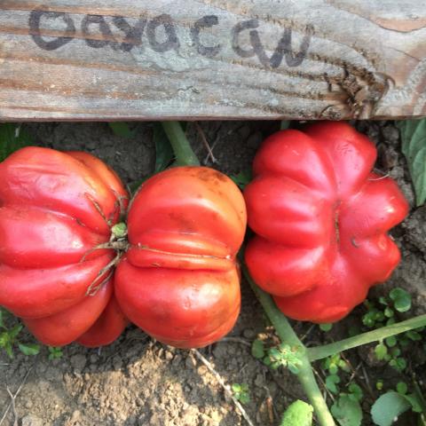 Tomato 'Oaxacan Pink' (Solanum esculentum) - Seed SS