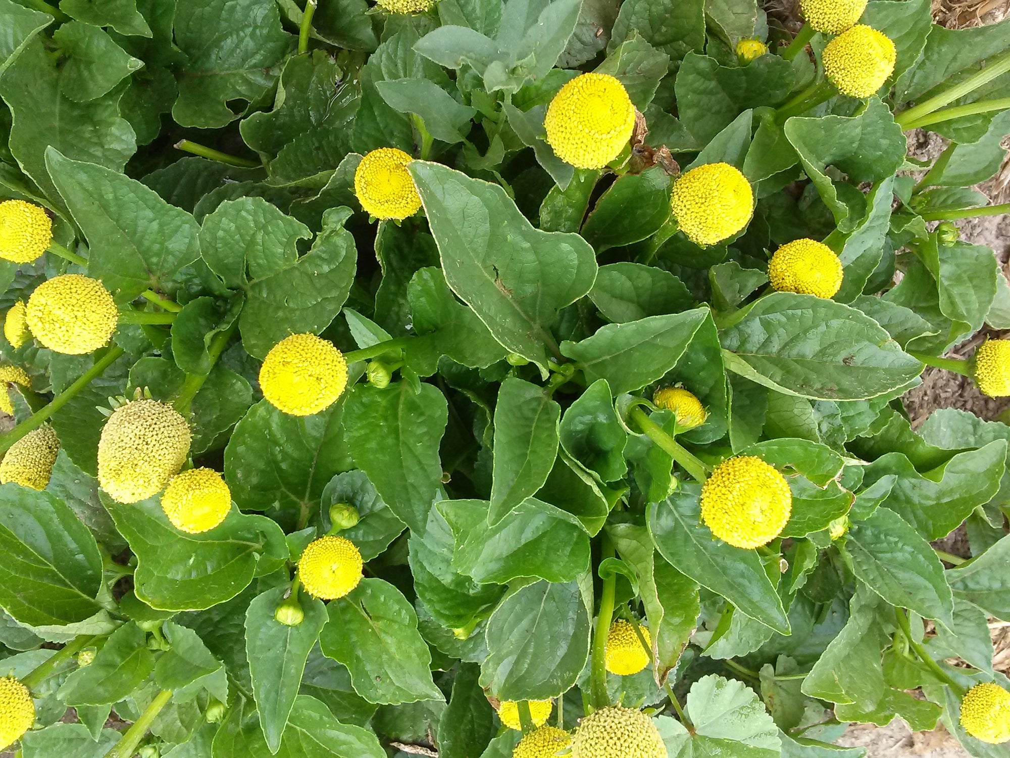 Spilanthes 'Tongue Tickler' (Spilanthes acmella) - Seed SRC