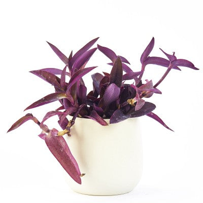 Tradescantia pallida 'Purple Dancer' (Purple Heart)