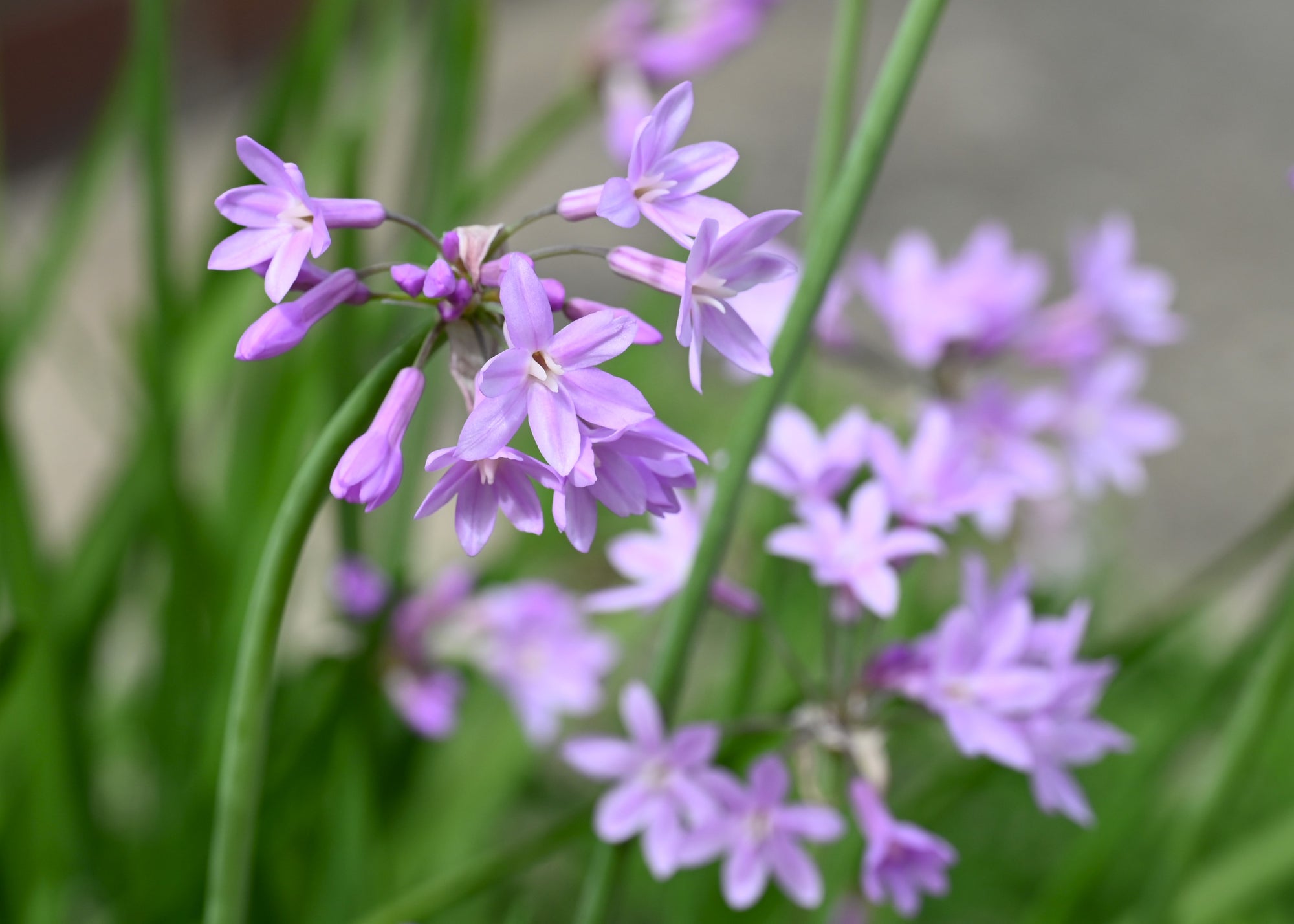 Society Garlic (Tulbaghia violacea)